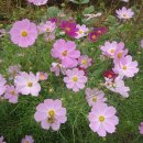 진부농장 이미지