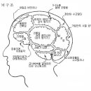 조선대 학군단 46기 뇌구조 이미지