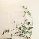 보은양과 이미지