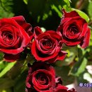 해피샐리