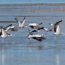 주남저수지 이미지