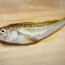 도루묵의 전설 이미지