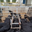 동산흑염소 이미지