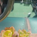 상학농장 이미지