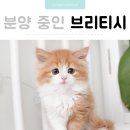 AMI PET 이미지
