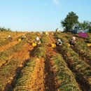 농부네 '고창황토땅콩' 수확하는 날 이미지