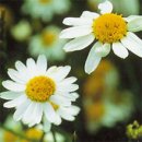 [2월 14일 탄생화] 카모밀레(Chamomile) : 역경에 굴하지 않는 강인함 이미지