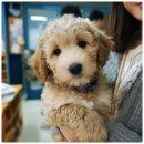 라이프독 용인점 강아지고양이 | 인천강아지분양, 버디독 고양이분양 강아지분양 안심분양센터 인천점! 우리 가족 댕댕이와의 행복한 첫...