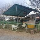 칠곡승마장 | 대구 근교 가볼만한곳, 칠곡 양떼목장 겨울 방문후기