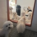 위드펫홈 | [경기/부천]위드펫홈 애견호텔 / 내돈내산