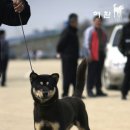 도도