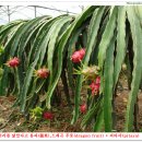 용농장 이미지