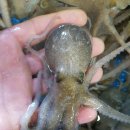 목포뻘낙지 이미지