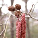 오리나무 이미지