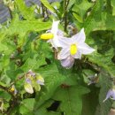 고일농장 이미지