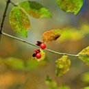 문경새재 옛길 (제3관문~제1관문) 이미지