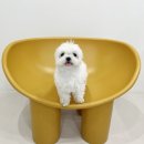 빵그루밍 이미지