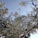 목현리 | 논란이 있었던 창원의 빅트리에 아들들과 함께 방문해 보았다