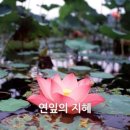 지혜유통