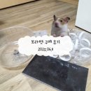 보라펫 | 보라펫 자석걸이형 쳇바퀴, 아크릴 자석 선반 등 구매 후기 &amp; 용팔이 일상