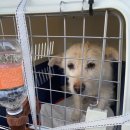 금비켄넬 이미지