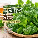 곰보배추효능, 이미지