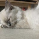 봄날동물의료센터 이미지