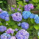 서구구민운동장 | 대구 이현공원 수국 데이지 꽃구경 주차장 개화 상황