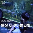 (주)아쿠아링크 | 경기도 고양 일산 아이랑 갈만한 곳 비오는날 데이트 추천 아쿠아플라넷 할인 후기