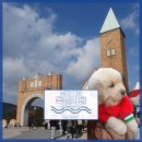 남해동광호선장하우스 | 남해여행]남해독일마을with 남해동광호선장(몽실이네)/ 남해군 수협 남해 핫플 도르프청년마켓 남해...
