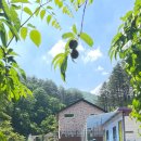 솔숲민박 이미지