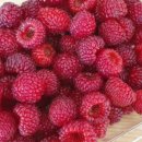 산딸기목장 이미지