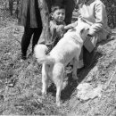 순수진돗개 이미지