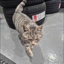 송정타이어 이미지