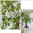 해피트리 이미지