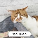 캣츠 | 창원 고양이카페 캣츠하우스 솔직 후기, 데이트 코스로 좋았어요