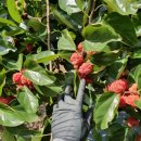 홍가네농장 이미지