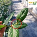 이형성농가 네이버블로그