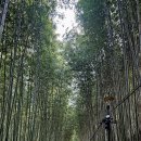 섬진강대나무숲길 이미지