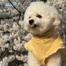 미모세탁 | 비숑프리제 강아지티셔츠 테일웨그 강아지레이스 얇은 니트 XL 착용후기
