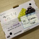 아빠청포도