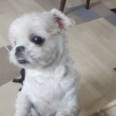 류버들의체이스옷 이미지