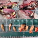 석촌호수동물병원 이미지