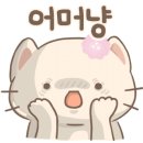 노이펫강아지고양이분양