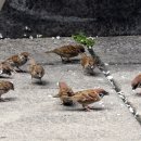 밥이무리 이미지