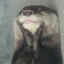 누 이미지