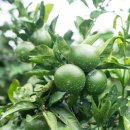 난산가옥 이미지