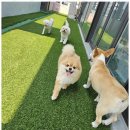 도기야드 | 대구칠곡애견유치원 우리 강아지의 천국, 도기야드 후기