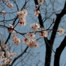 신용산초교 이미지
