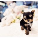 광주강아지분양 고양이분양 24시 데려가개본점 이미지